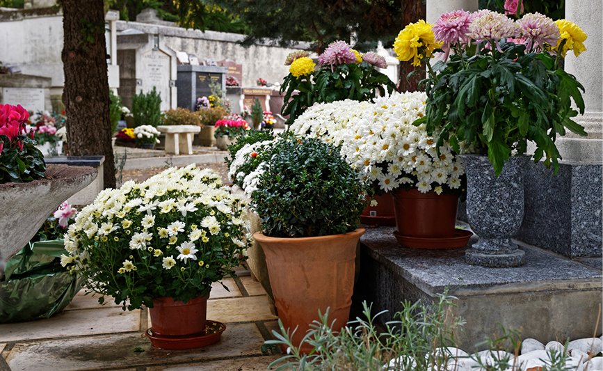 coupelles et vases comme zone de ponte moustique tigre