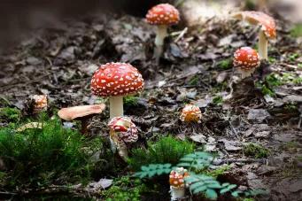 Champignon