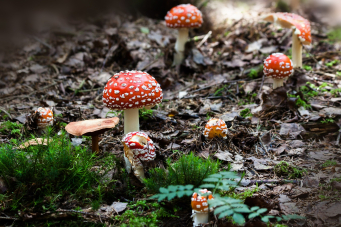 Champignon