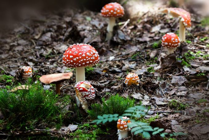 Champignon