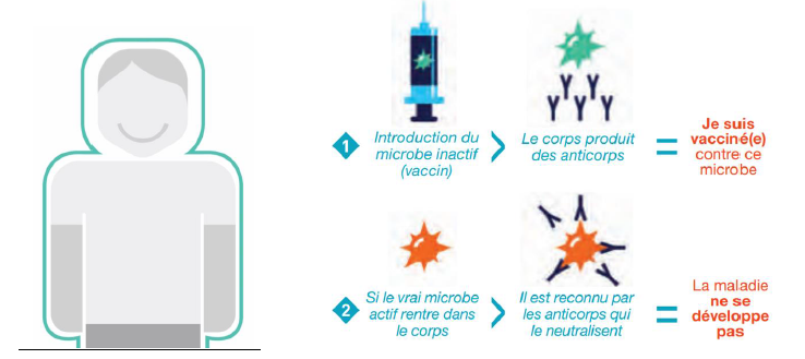 vaccination comment ça marche