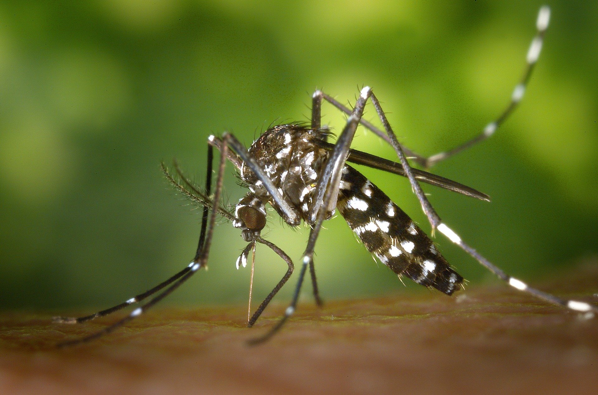 Arboviroses et Moustique Tigre : identification et gestion des cas ...