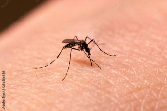 Le moustique tigre capable de transmettre le virus du chikungunya