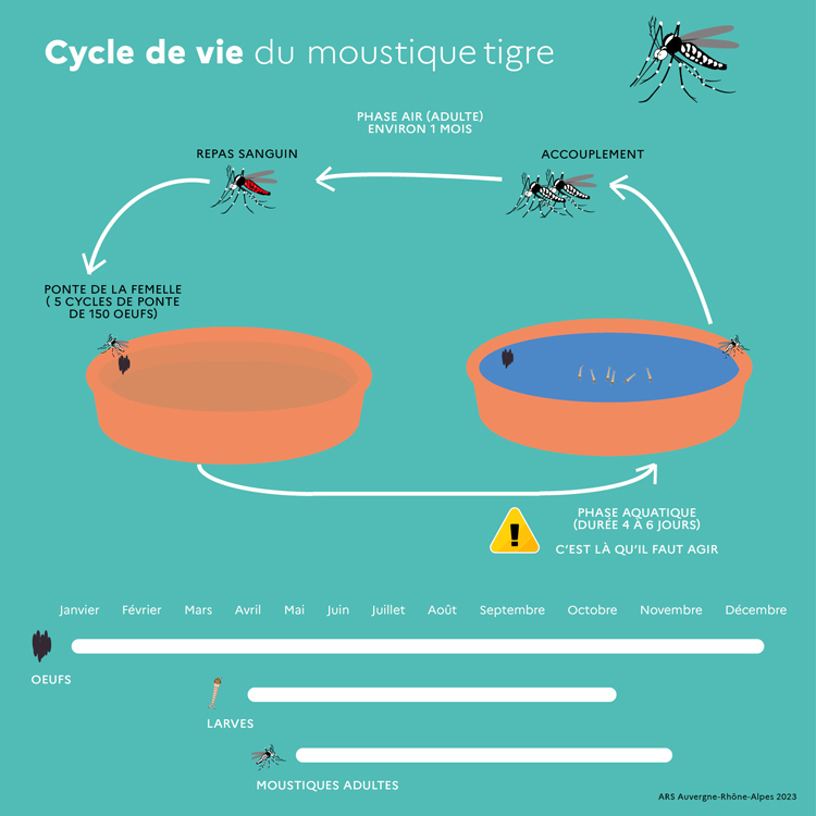 Tout savoir - Durée de vie des moustiques tigres et communs