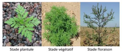 Evolution de la plante ambroisie jusqu'à la floraison