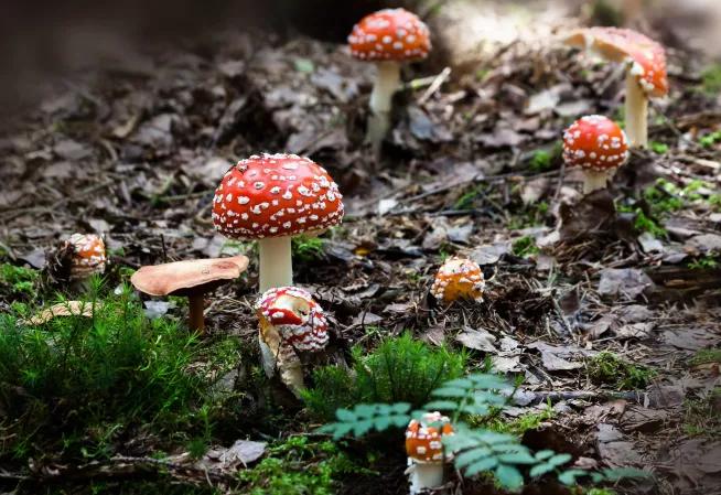 Champignon